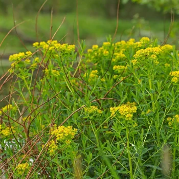 EUPHORBIA palustris