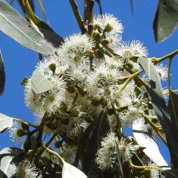 EUCALYPTUS parviflora