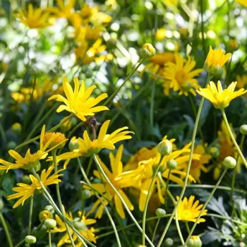 EURYOPS pectinatus