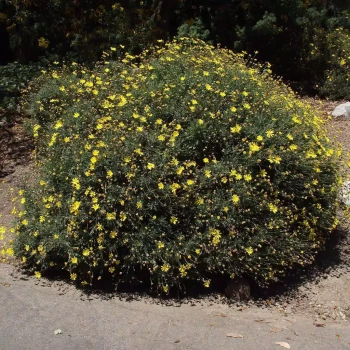 EURYOPS pectinatus