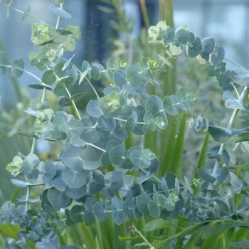 EUCALYPTUS pulverulenta Baby Blue