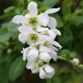 EXOCHORDA x macrantha The Bride