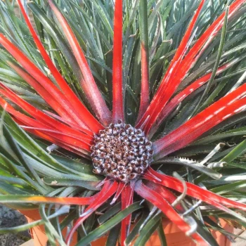 FASCICULARIA bicolor