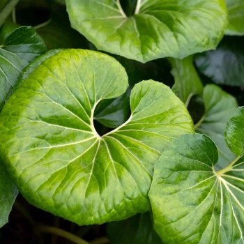 FARFUGIUM japonicum Giganteum Arctic Jungle