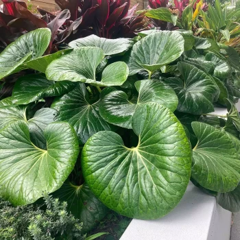 FARFUGIUM japonicum Giganteum