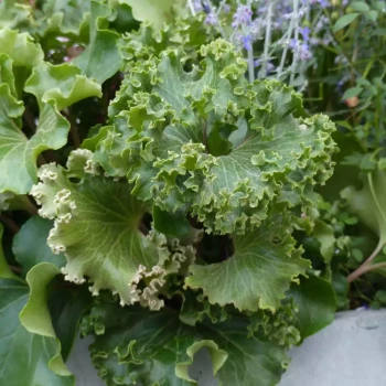 FARFUGUIM japonicum Wavy Gravy