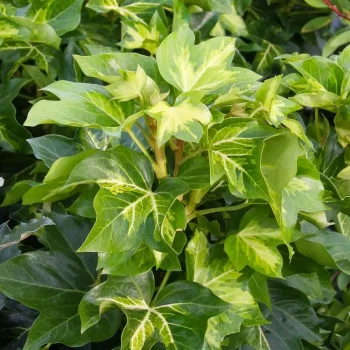 FATSHEDERA lizeii