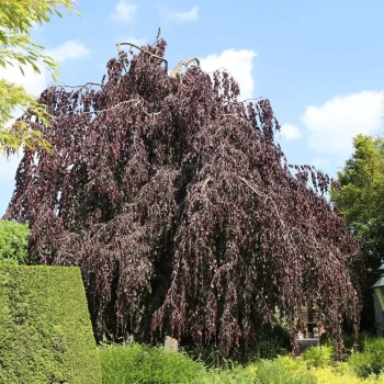 FAGUS sylvatica Atropurpurea