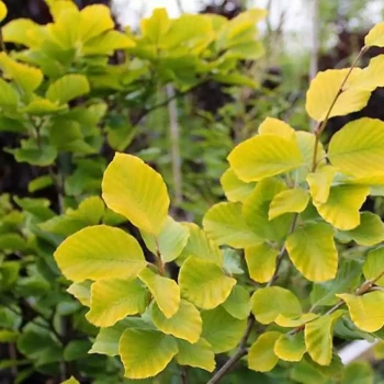FAGUS sylvatica Dawyck Gold