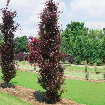 FAGUS sylvatica Dawyck Purple