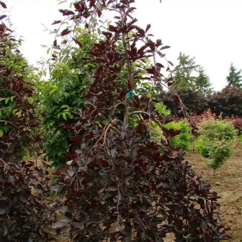FAGUS sylvatica Puprurea Pendula