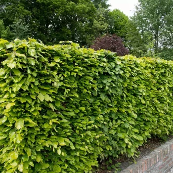 FAGUS sylvatica