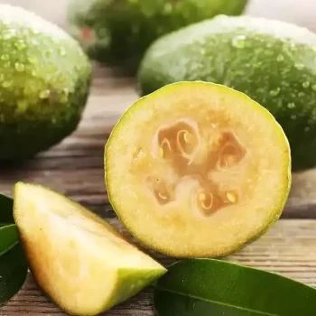 FEIJOA sellowiana Gemini