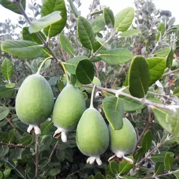 FEIJOA sellowiana Mammouth