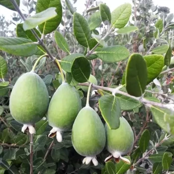 FEIJOA sellowiana Triumph