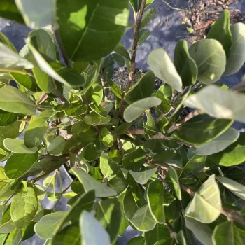 FEIJOA sellowiana