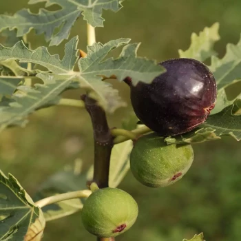 FICUS carica
