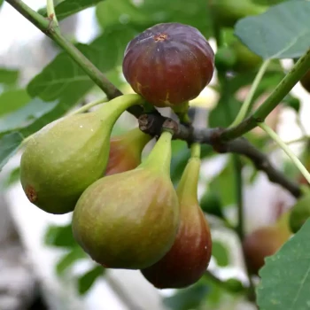 FICUS carica Marseillaise