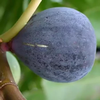 FICUS carica Noire de Caromb