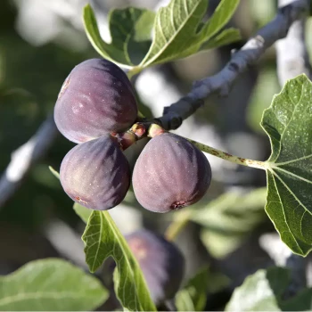 FICUS carica Ronde de Bordeaux