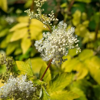 FILIPENDULA ulmaria
