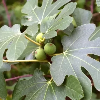 FICUS carica Violette Dauphine