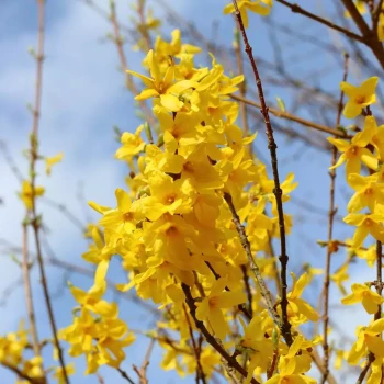 FORSYTHIA x intermedia Lynwood Gold