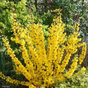 FORSYTHIA x intermedia Mikador