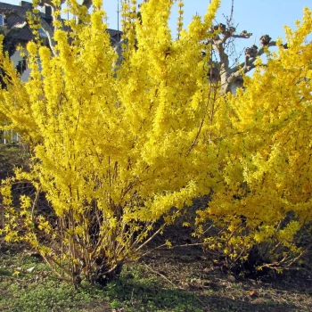 FORSYTHIA x intermedia Spectabilis