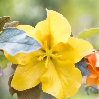 FREMONTODENDRON californicum California Glory