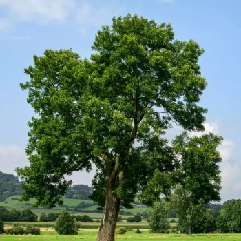 FRAXINUS excelsior