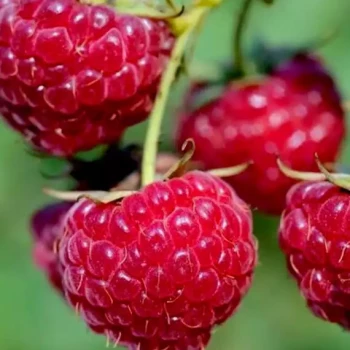 RUBUS idaeus Fall Gold