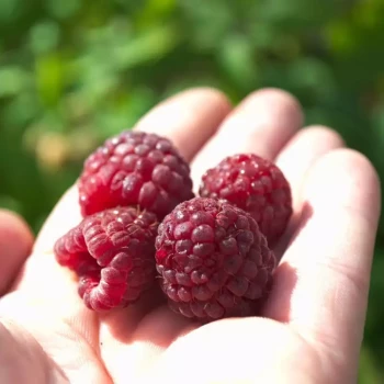 RUBUS idaeus Héritage