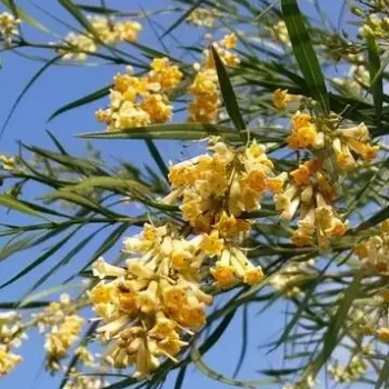 FREYLINIA lanceolata