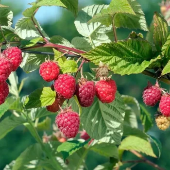 RUBUS idaeus Little Sweet Sister