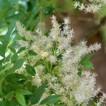 FRAXINUS ornus Obelisk