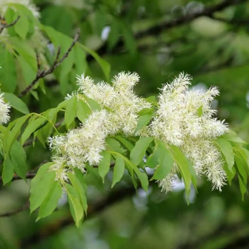 FRAXINUS ornus