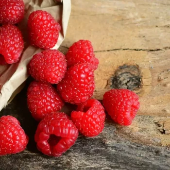 RUBUS idaeus Rustica Yummy