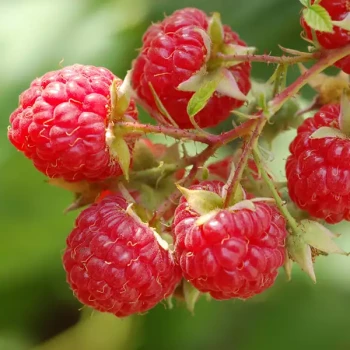 RUBUS idaeus September