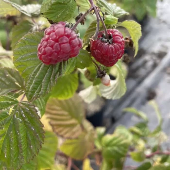 RUBUS idaeus Zeva