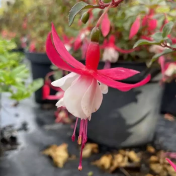 FUCHSIA x Alice Hoffman