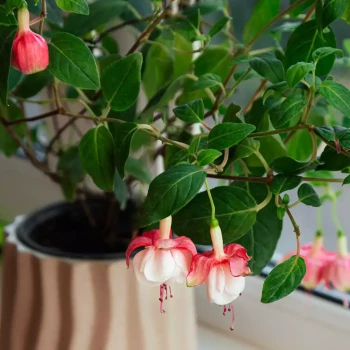 FUCHSIA x Bernisser Hardy