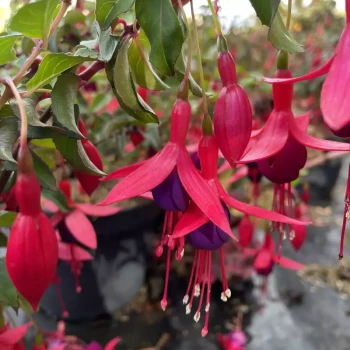 FUCHSIA x Contraste