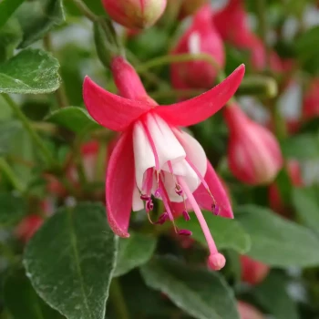 FUCHSIA x venusta Lady Thumb