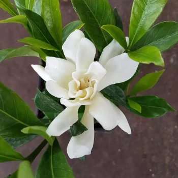 GARDENIA augusta Magnifica