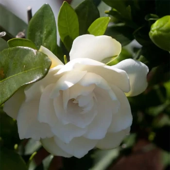 GARDENIA jasminoides Double Mint