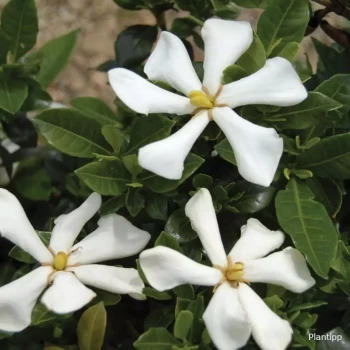 GARDENIA jasminoides Pinwheel