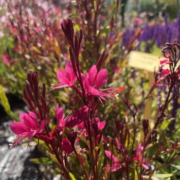 GAURA lindheimeri Dark Pink