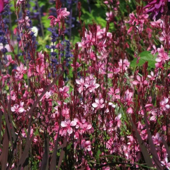 GAURA lindheimeri Early White