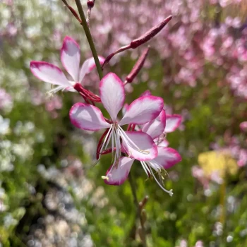 GAURA lindheimeri Rosyjane